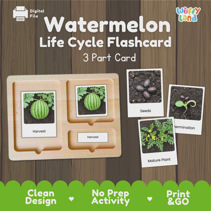 Watermelon Life Cycle Flashcards Montessori 3 Part Cards Science Activity Summer