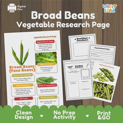 Broad Beans Fava Beans Vegetable Research Activity Worksheet Healthy Eating
