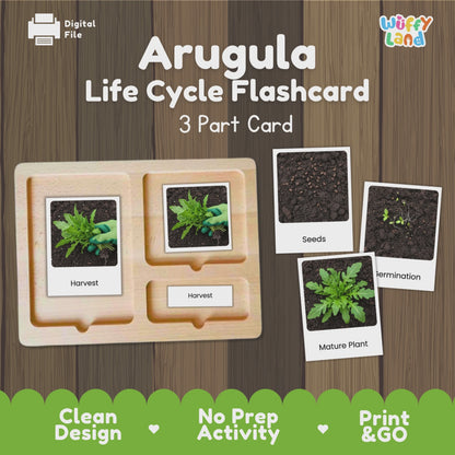 Arugula Life Cycle Activity Cut & Paste Worksheet Science Plant Growth Sequence