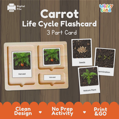 Carrot Life Cycle Flashcards Montessori 3 Part Cards Science Activity Garden