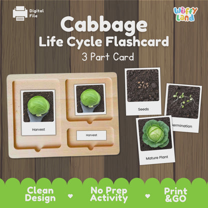 Cabbage Life Cycle Flashcards Montessori 3 Part Cards Science Activity Garden