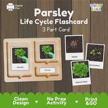 Parsley Life Cycle Activity Cut&Paste Worksheet Science Plant Growth Herb Garden