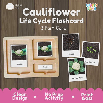 Cauliflower Life Cycle Activity Cut&Paste Worksheet Science Plant Growth Sequence