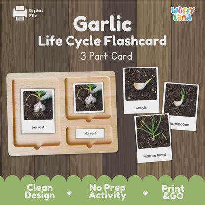 Garlic Life Cycle Flashcards Montessori 3 Part Cards Science Activity Garden