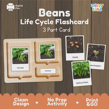 Green Bean Life Cycle Flashcards Montessori 3 Part Cards Science Activity Garden