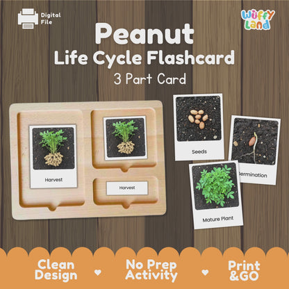 Peanut Life Cycle Flashcards Montessori 3 Part Cards Science Activity Plant
