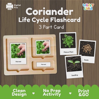 Coriander Life Cycle Flashcards Montessori 3 Part Cards Science Activity Garden