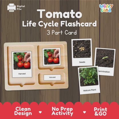 Tomato Life Cycle Flashcards Montessori 3 Part Cards Science Activity Garden